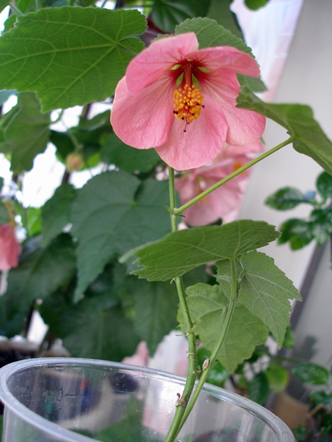P1010485.JPG