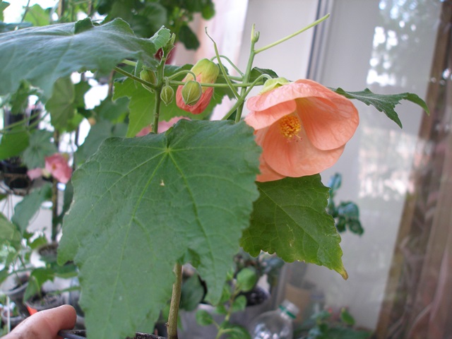 P1010474.JPG
