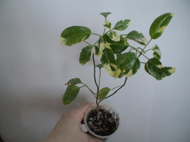 DSC02680а.jpg