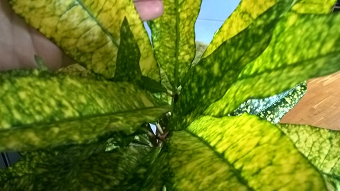 WP_20160326_14_40_46_Pro.jpg