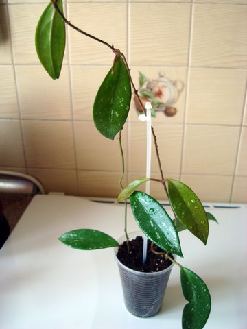 DSC02476.JPG