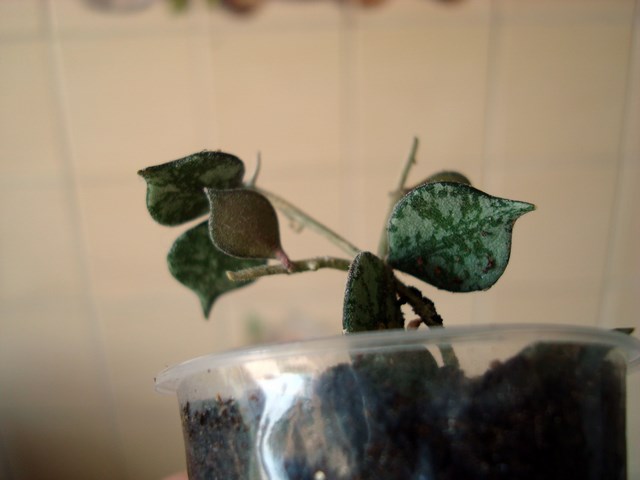 DSC02478.JPG
