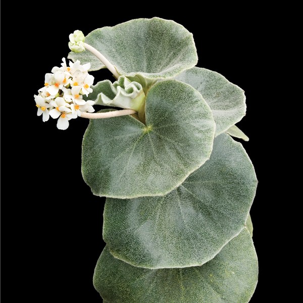 Begonia venosa.jpg