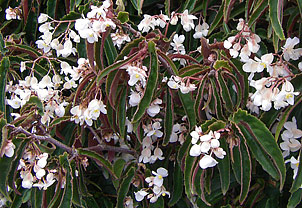 Begonia-George-Morneau.jpg