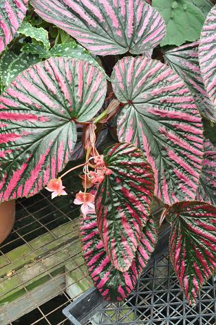 Begonia-brevirimosa-Edenburgh..jpg