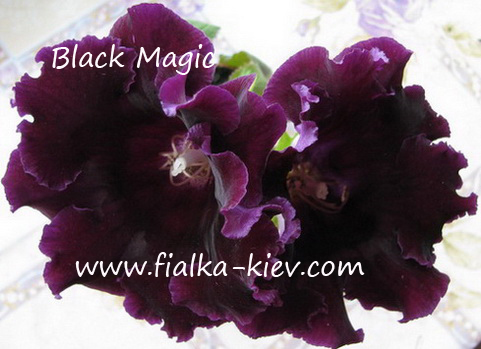 Black Magic1.jpg