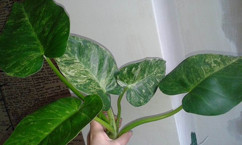 20160418_184328 - копия.jpg