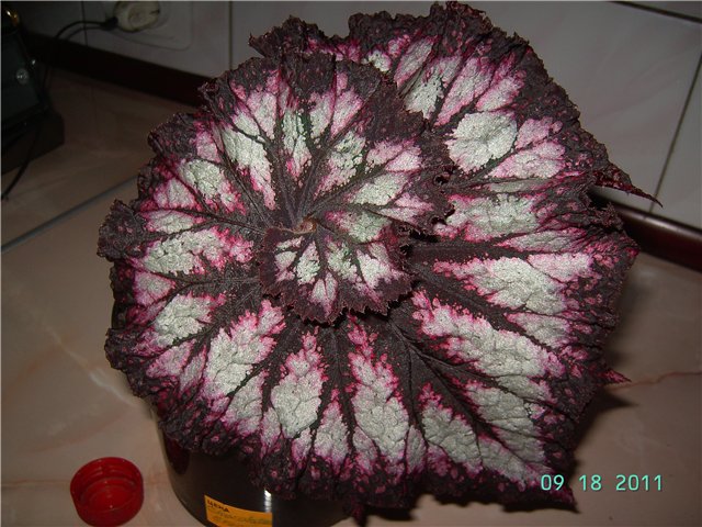 Chocolate Cream.jpg