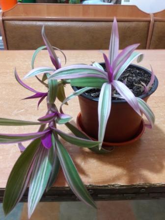 20160425_012316.jpg