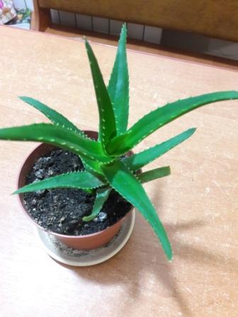 20160425_012234.jpg