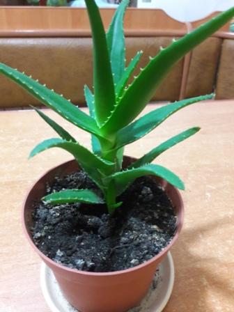 20160425_012250.jpg