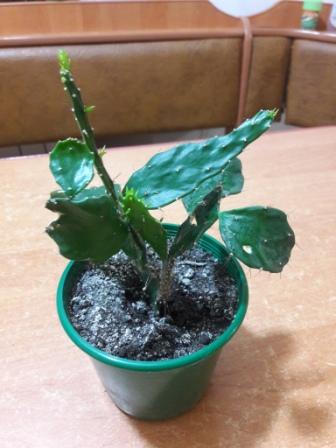 20160425_013700.jpg