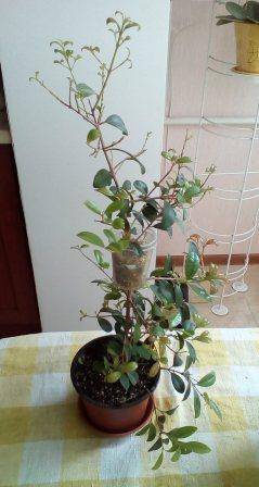 IMG_20160501_123340.jpg