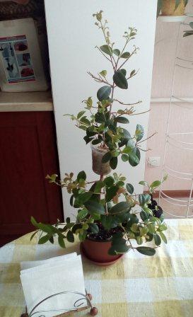IMG_20160501_123309.jpg