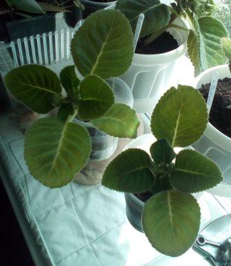 IMG_20160501_124129.jpg