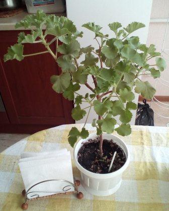 IMG_20160501_122954.jpg