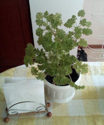 IMG_20160501_123050.jpg