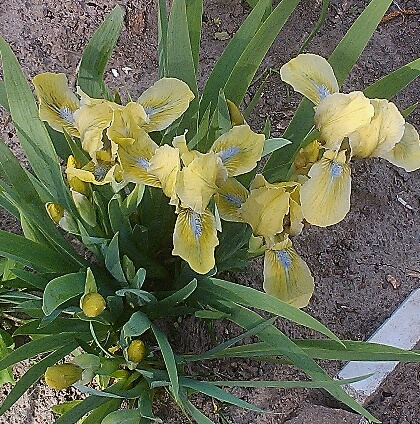 IMG_20160503_135406.jpg