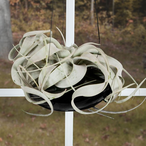 tillandsia-xmas_newbg.jpg