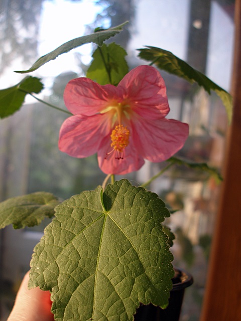 P1010032.JPG