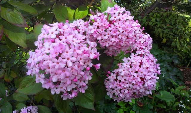 luculia gratissima.jpg