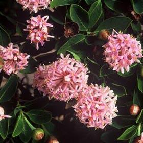 Dais cotinifolia.jpg