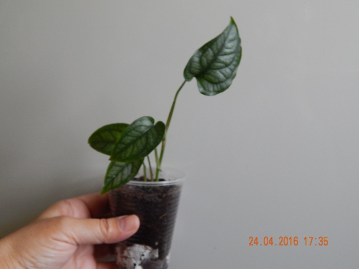 DSCN6253.JPG
