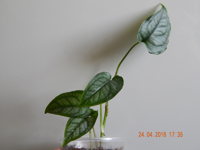 DSCN6255.JPG