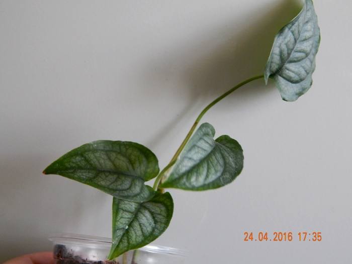 DSCN6254.JPG