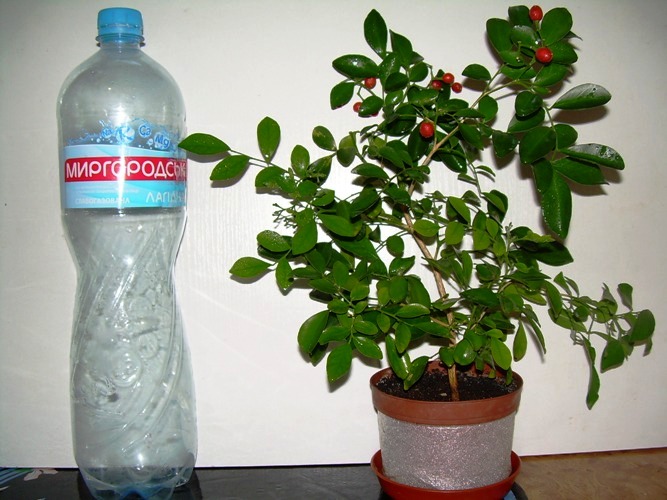 DSCN3472.JPG