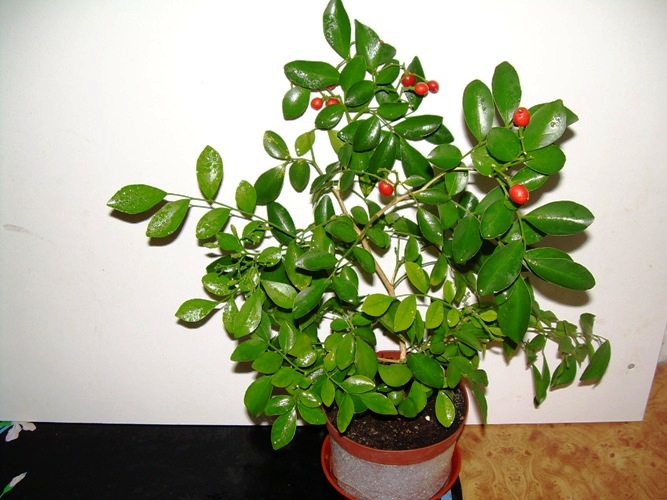 DSCN3474.JPG