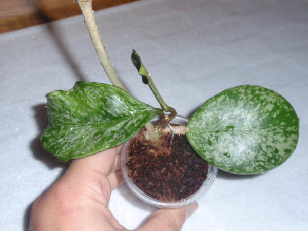 Hoya obovata splash.jpg