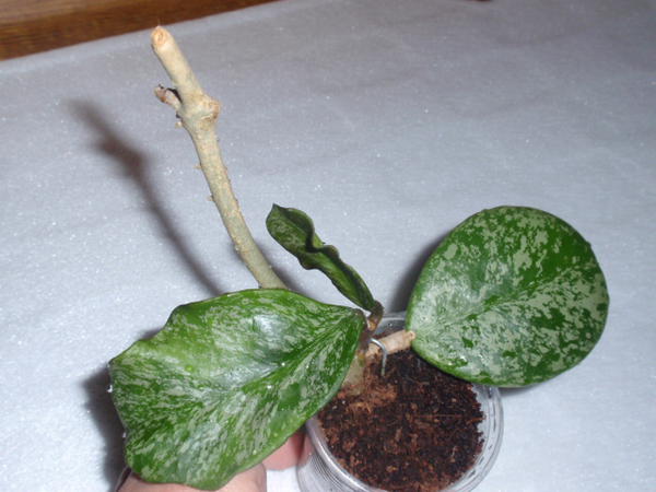 Hoya obovata splash1.jpg