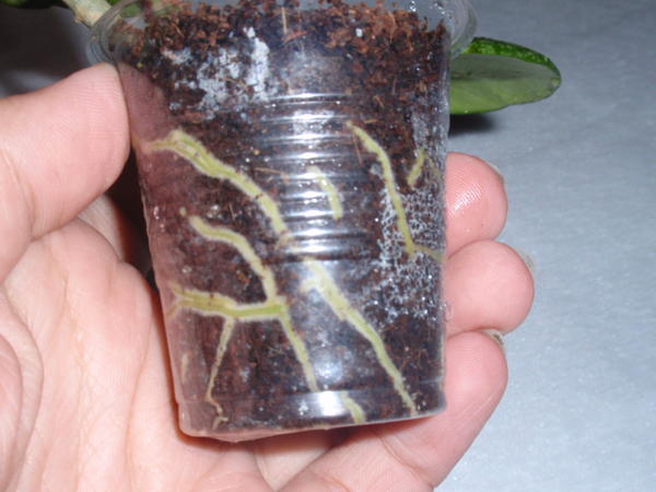 Hoya obovata splash2.jpg