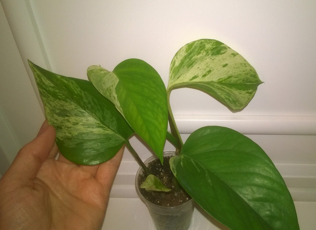 WP_20160510_074.jpg