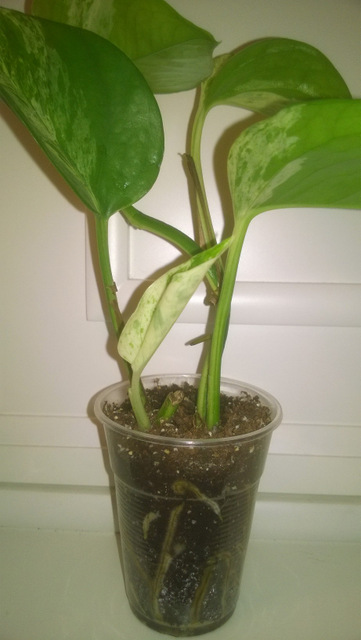 WP_20160510_085.jpg