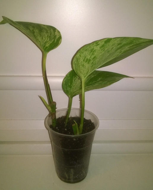 WP_20160510_082.jpg