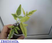 соланум вар-45.jpg