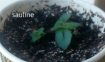 1sauline.jpg