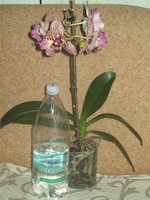 100_1606.JPG