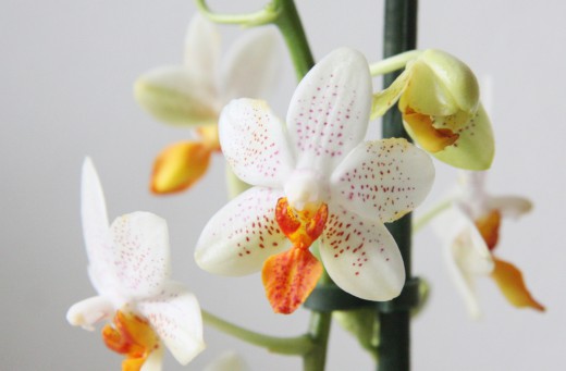 phalaenopsis-520x341.jpg