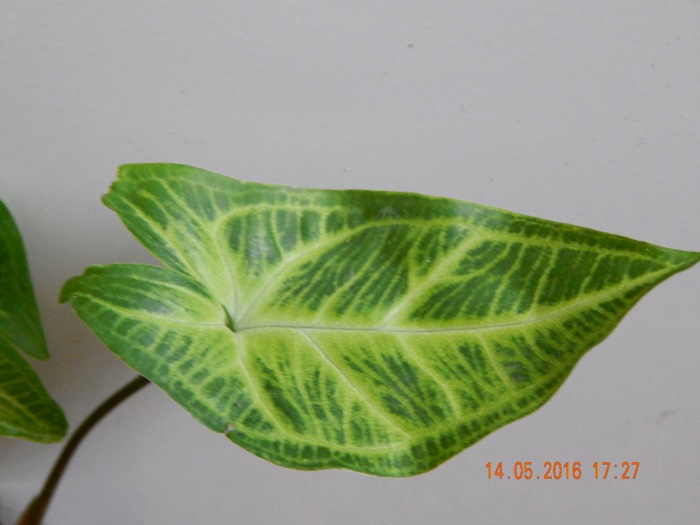 DSCN6321.JPG