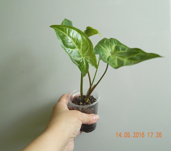 DSCN6318.JPG