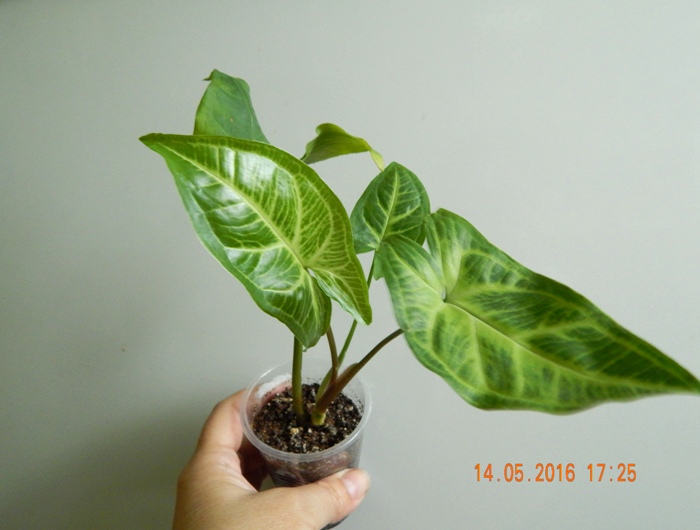 DSCN6316.JPG