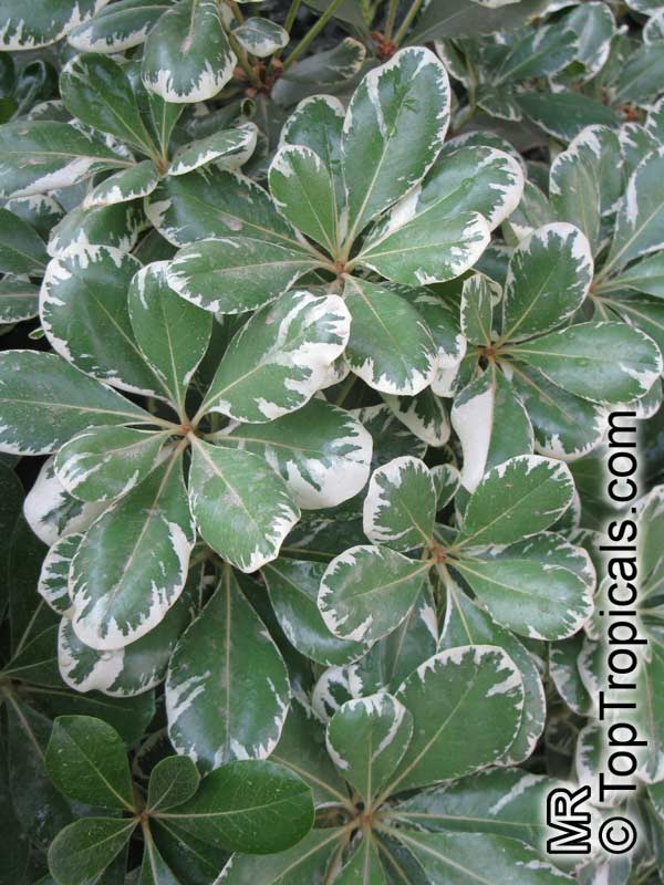 Pittosporum_tobira1173.jpg
