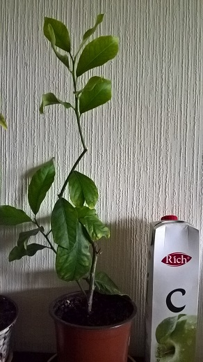 WP_20160515_12_52_03_Pro.jpg
