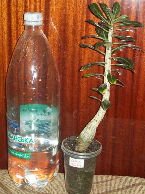 100_1615.JPG