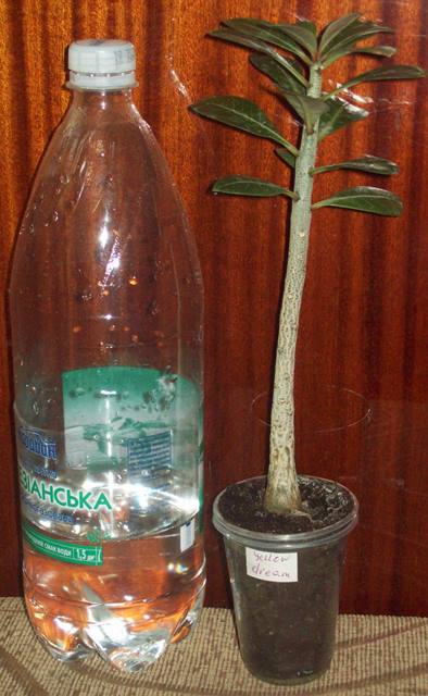 100_1614.JPG