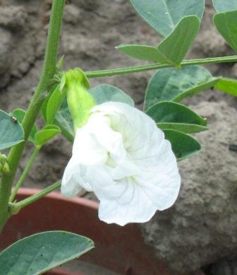 IMG_2887_сжат.jpg