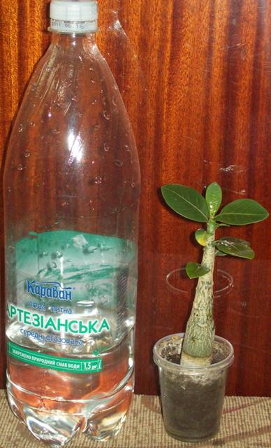 100_1617.JPG